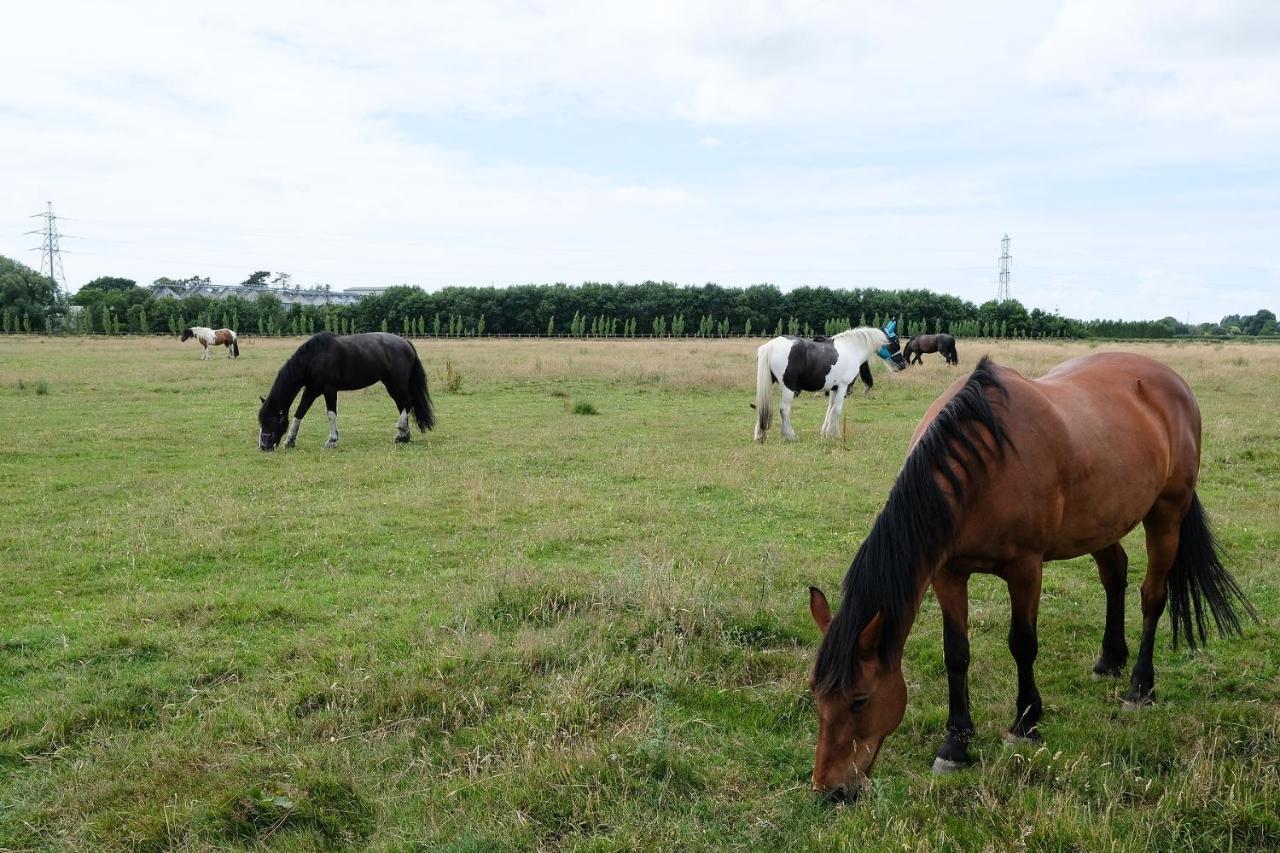 Willowbrook Riding Centre Chichester Eksteriør billede